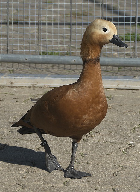 够为俱乐部
